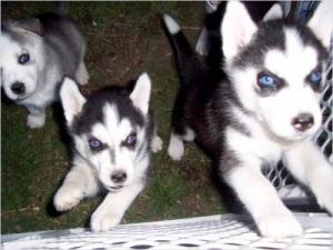 weeksoldandAKCRegisteredHuskyPuppiesWill